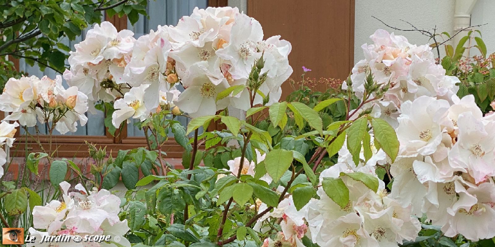Rosa Sally Holmes