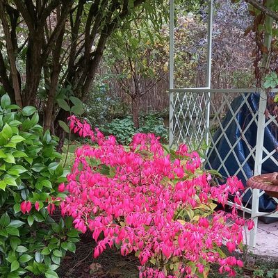 Octobre en rose  💕  🍁🍂🍁🍂 🌸 🌺