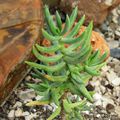 Crassula tetragona