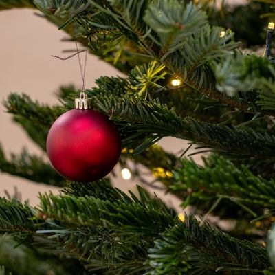 Des sapins protecteurs 