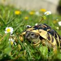 c'est le printemps!