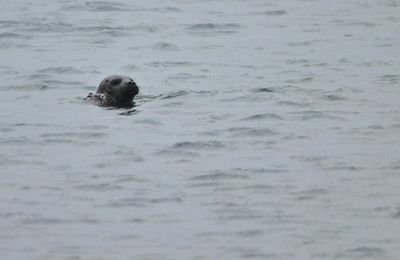 Phoque ou loutre, loutres ou phoques ?