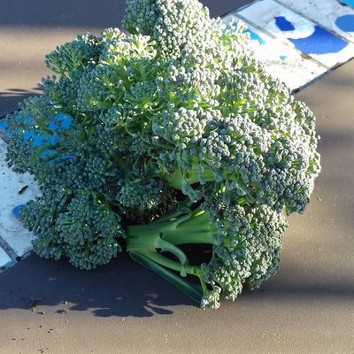 Petite récolte de brocolis