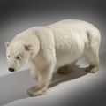 Ours blanc naturalisé entier, ursus maritimus. 