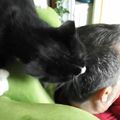 Lucky : le chat coiffeur !!!!