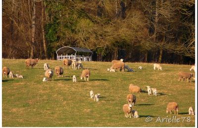 Naissance des agneaux en Vallée de Chevreuse...