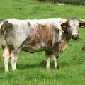 English Longhorn