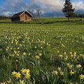 Le printemps dans le Jura