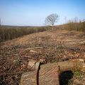 FORÊT DE MONTMORENCY