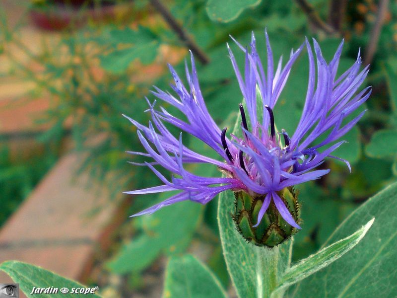 Centaurea montana