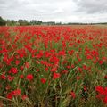 Gentils coquelicots!