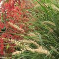 Les belles couleurs de septembre dans mon jardin...