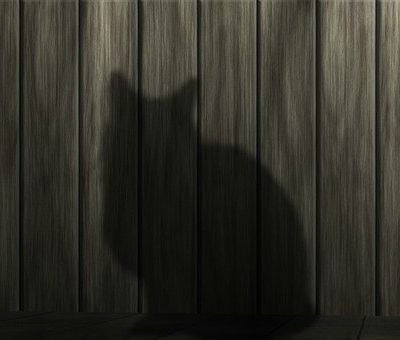De l’envie d’avoir un chat