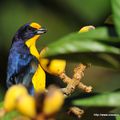 Organiste Téïté ( Euphonia violacea)