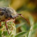 Anoxia australis.