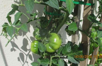 allez je vous montre la progression de mes plants de tomates