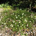 Erigeron karvinskianus