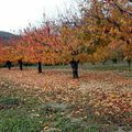 la nature est vraiment belle , en automne !