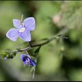 mini fleurs bleues