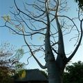 Madagascar, découverte du parc national de l'Isalo et des lémuriens
