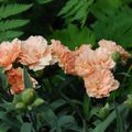  Dianthus caryophyllus 'Sunflor® Luigi'