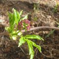 Les bourgeons s'éclatent.....