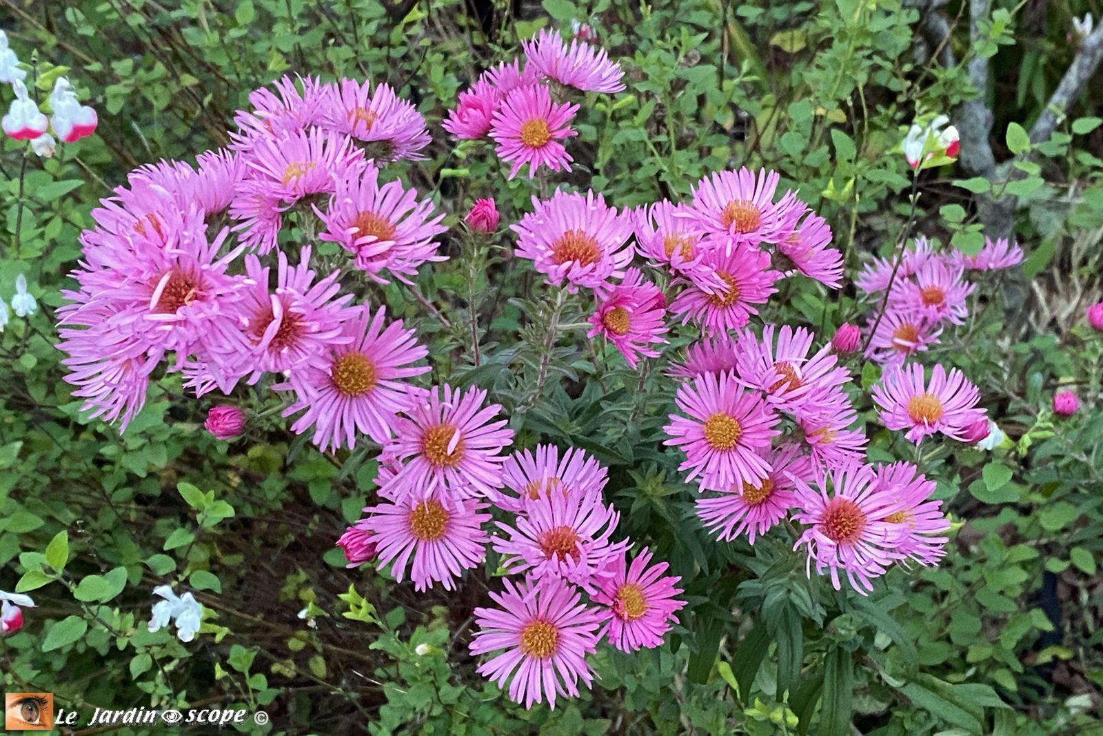 Aster sp. rose