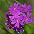 Primula farinosa-Primevère farineuse