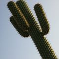 cactus refleurira au printemps... - Seboine