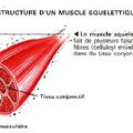 les muscles