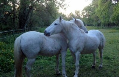 Câlin du soir 