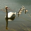 Cygneaux sur le lac du Bourget