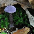 Un champignon qui colore les préparations culinaires...