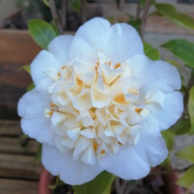 Magnifique... Fleur de camélia 