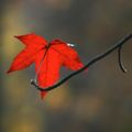 L’automne au coin du bois…