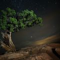 - Les plus vieux arbres de la planète sous les étoiles