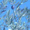 Olives - météo - olives - météo