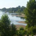 Loire, moitié du grand arbre de l'ile, vue du pont Dauphine