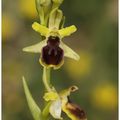 Ophrys araneola