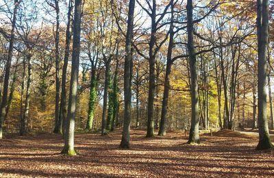 Forêt de Bondy