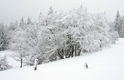 blanc comme neige