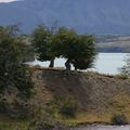 PATAGONIE (3/4) - MERCI - LES VÉHICULES DE LA VIE - WOK DE POULET AUX MANGUES