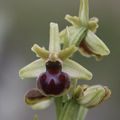 Ophrys araneola (Ophrys litigieux)