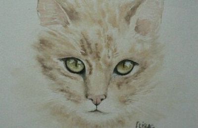 LES YEUX DU CHAT