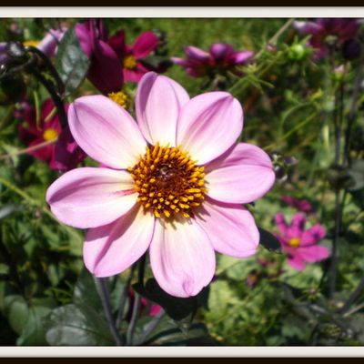 Perle de cosmos dans le matin