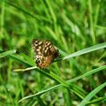 Papillon dans l'herbe