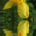 6/ iris jaune et reflets