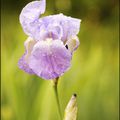 iris de Provence