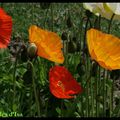 Chiffonnés / Eclatants / Solaires / Fragiles / Colorés / Poilus / ...