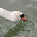 Il suffira d'un cygne